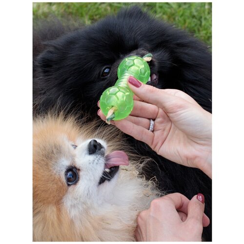 Игрушка для массажа десен и чистки зубов Japan Premium Pet в форме гантели для собак средних и мелких пород, цвет муската