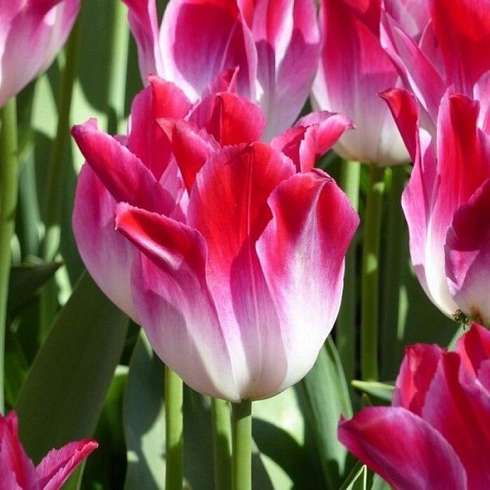 Тюльпан лилиецветный Висперинг Дрим (3 луковицы) - фотография № 2