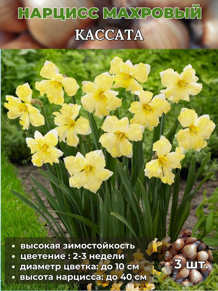 Нарцисс махровый. луковицы 3 штуки