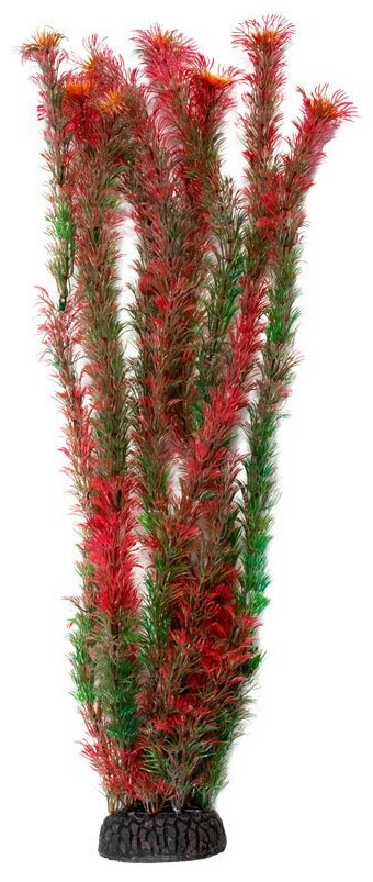 Растение "Амбулия" красная, 500мм, 1шт