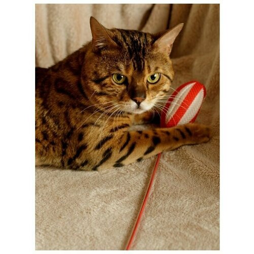 Игрушка для кошек Japan Premium Pet Дразнилка в виде овального шара с мататаби с функцией чистки зубов.