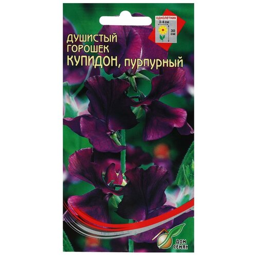 Семена Дом семян Горошек душистый Купидон, пурпурный, 6 уп.