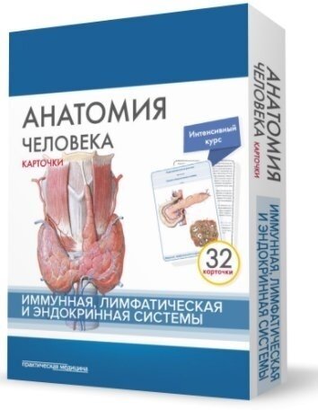 Анатомия человека. Иммунная, лимфатическая и эндокринная системы. 32 карточки - фото №5