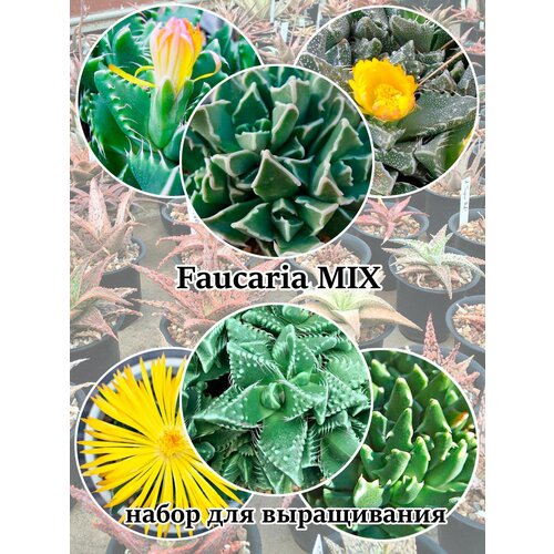 Суккулент Faucaria MIX набор для выращивания (семена, грунт, горшочек, инструкция по посеву).