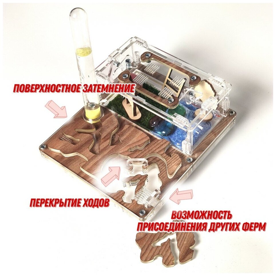 Муравьиная ферма MINI Комбо 16х14 Древесная - фотография № 4
