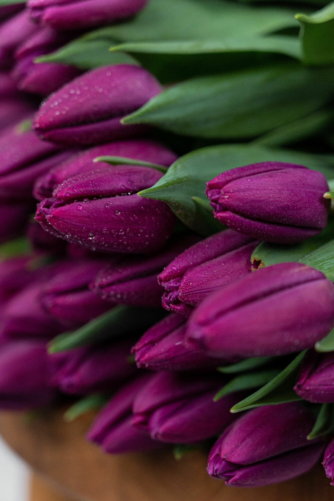 Луковицы цветов тюльпанов 15 средних - фотография № 12