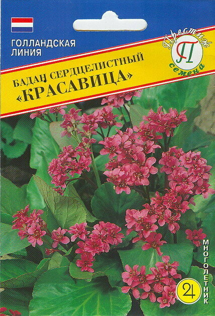 Бадан Сердцелистный КРАСАВИЦА. Семена. 1 пакет-10 шт. Декоративный вечнозелёный многолетник. Цветет красными цветками.