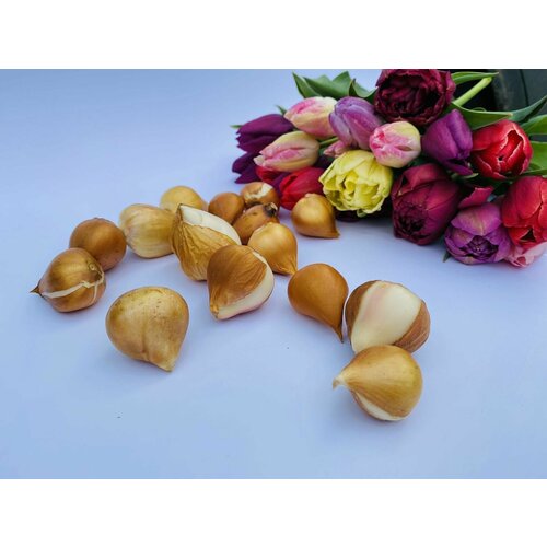 Луковицы цветов тюльпанов дочерняя луковица 250 грамм тюльпаны желто фиолетовый микс 10 луковиц