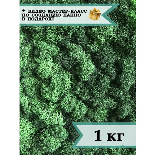 Стабилизированный мох ягель 1 кг темно-зеленый / мох для декора, дизайна, рукоделия