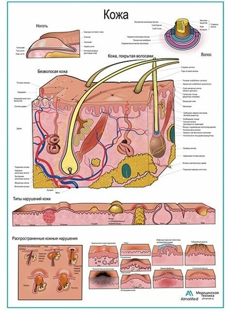 Кожа и типы нарушений, плакат глянцевый матовый холст от 200 г/кв. м, размер A1+
