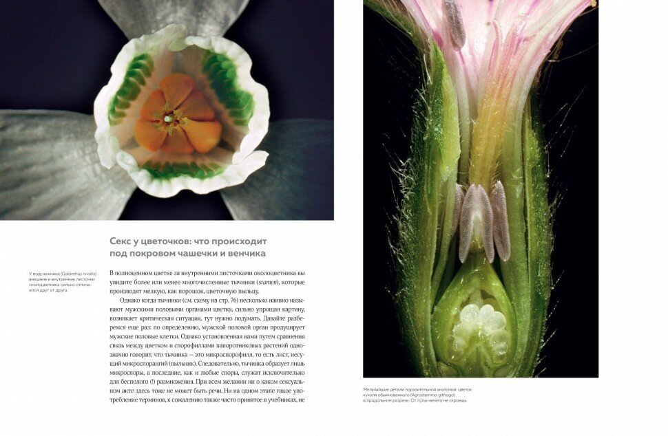 Цветы: Естественная история (Кремер Бруно П.) - фото №8