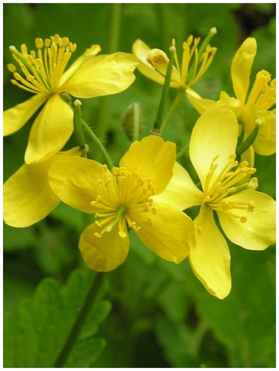 Семена Чистотел большой / Chelidonium majus 35 штук