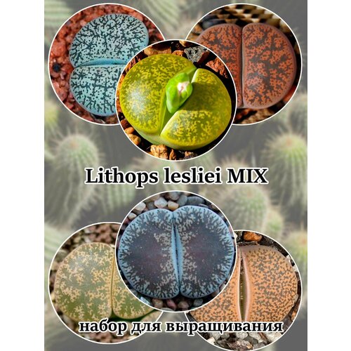 Lithops lesliei смесь видов (набор для выращивания)