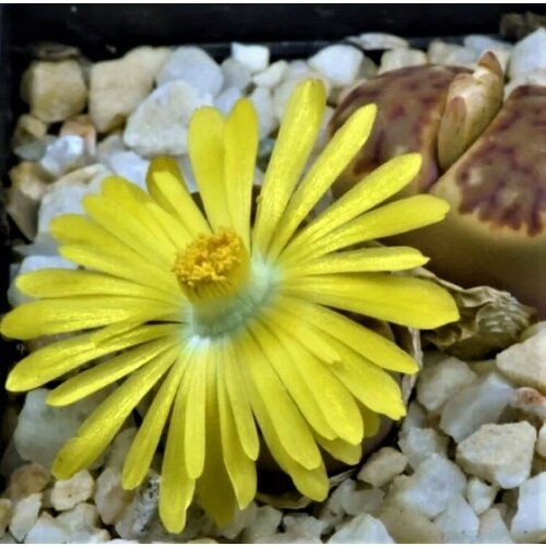 Семена Орешка Суккулент Lithops Bromfieldii mix 10 шт. суккулент lithops mix литопсы живые камни семена 20 штук смесь видов