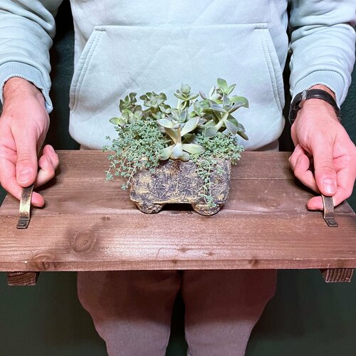 Садик из суккулентов в кашпо