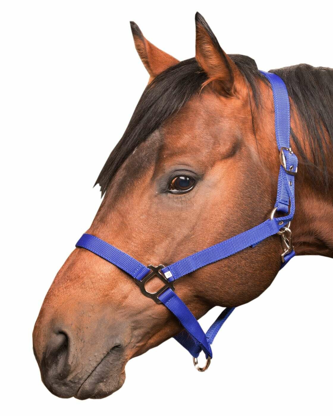 Sweethorse / Недоуздок для лошади и пони, синий, размер Extra-FULL — фото 1