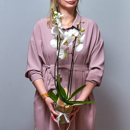 Фаленопсис белый два стебля