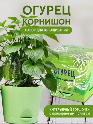 Изображение товара Огурец корнишон Набор для выращивания растений от бренда "Тысяча листьев "