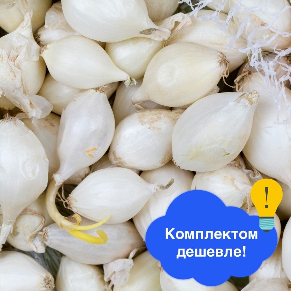 Лук-севок Белый орёл 22/30 0.5 кг