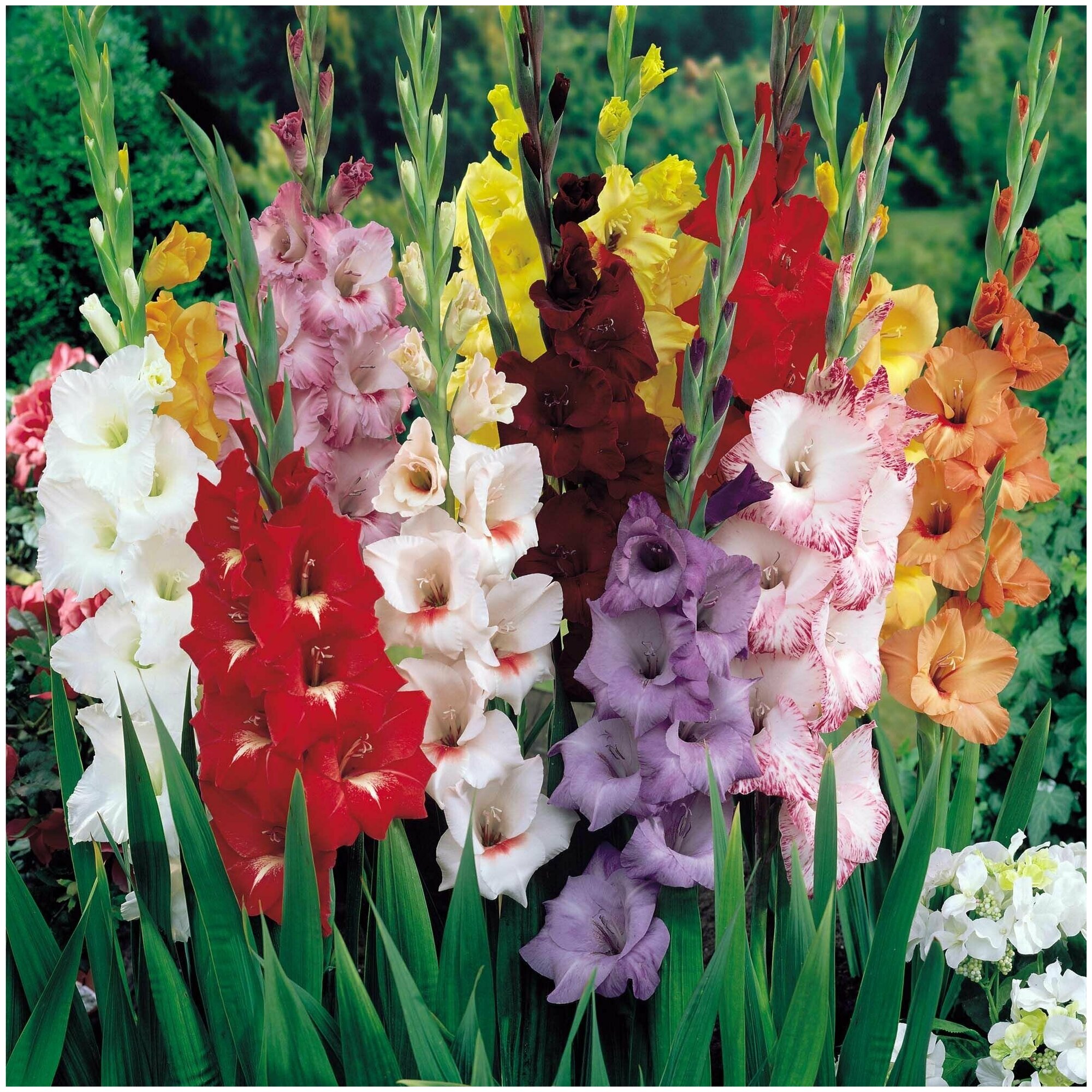 Удобрение комплексное для луковичных 0.25 л - стимулирует яркое и обильное цветение тюльпанов, лилий и гладиолусов. Способствует здоровому росту и раз