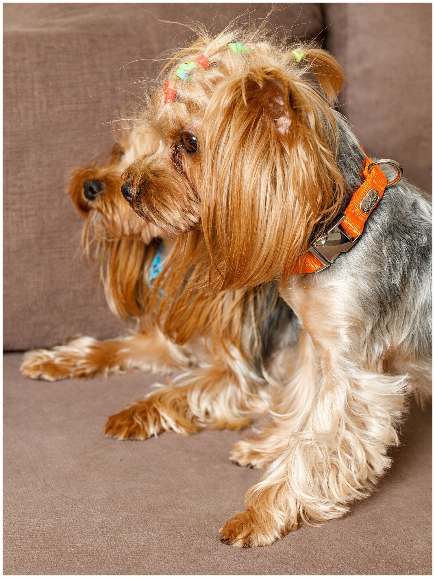 Воздушный ошейник Japan Premium Pet для активных и серьёзных собак, размер S (цвет: оранжевый) - фотография № 8