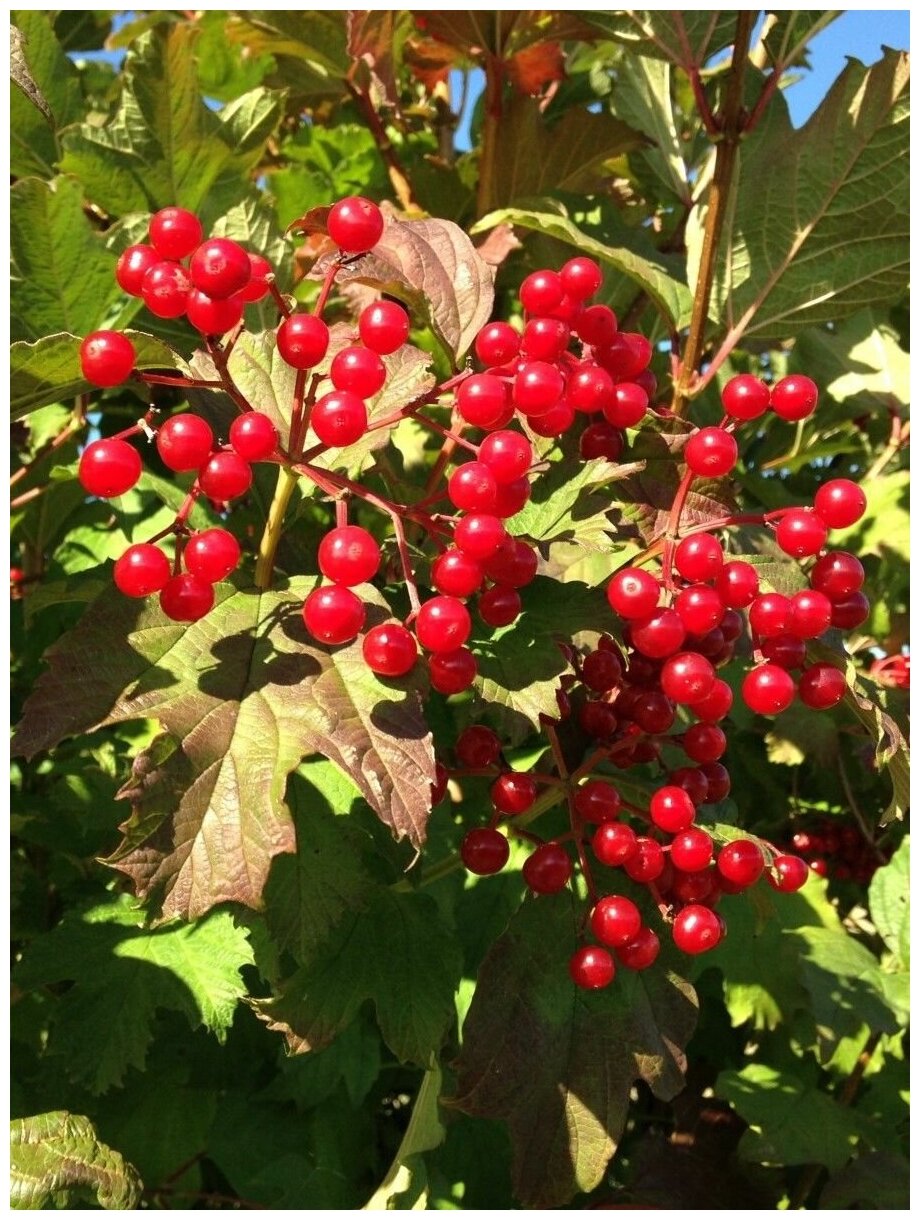 Семена Калина ичанская (Viburnum ichangense), 20 штук