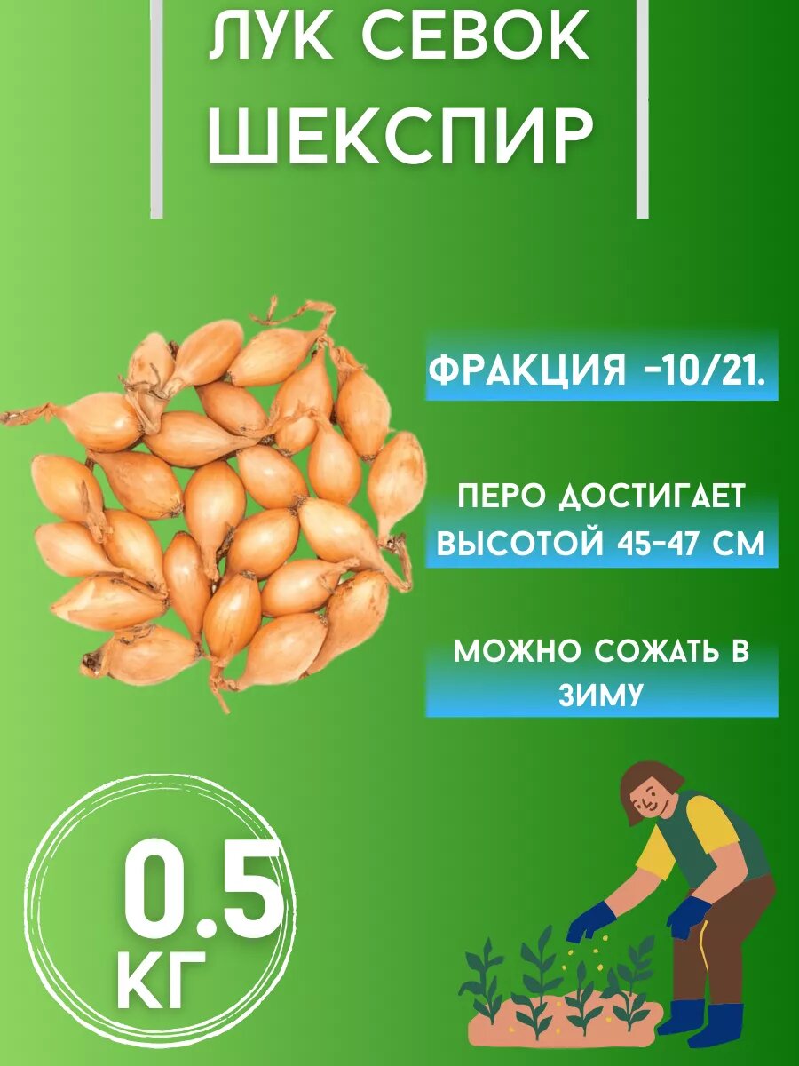 Лук Севок сорт 