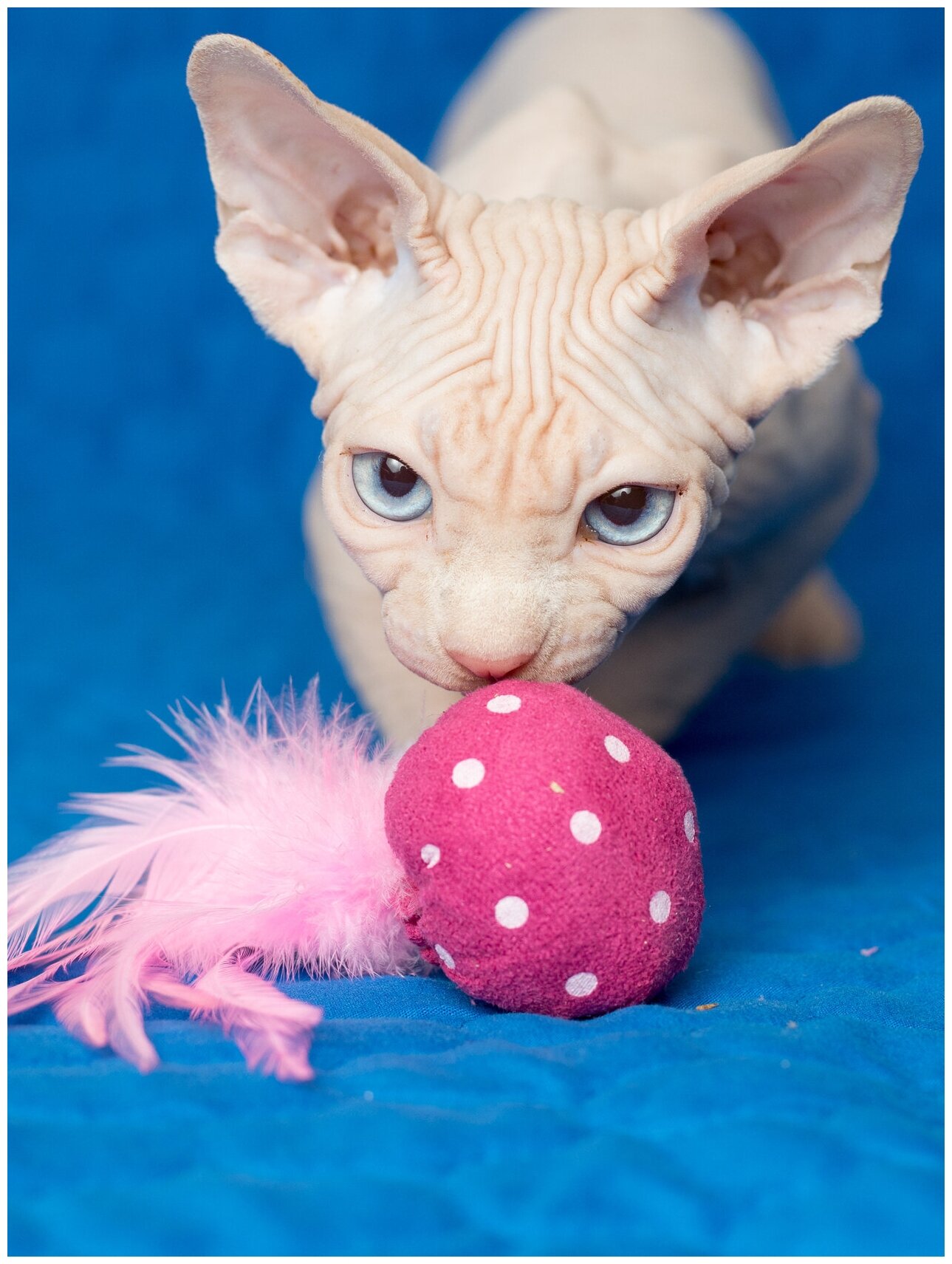 Игрушка для кошек и котят Japan Premium Pet мяч с натуральными перьями и кошачьей мятой.