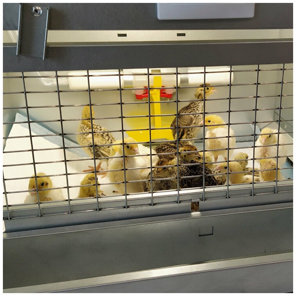 Брудер для цыплят 32 Оптима с терморегулятором и поддоном из нержавейки - фотография № 2