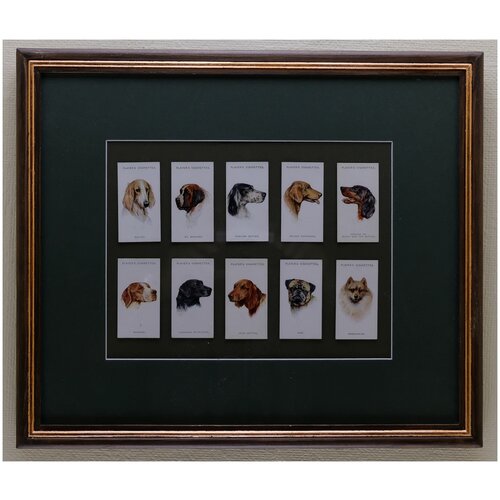 Сигаретные карточки 10 шт Собаки 1927 года выпуска, в рамке, 39.5см на 33.5см, Лот №3502