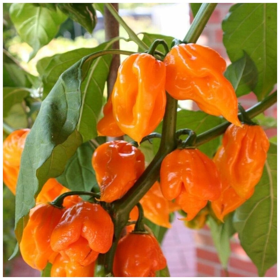 Семена Орешка Перец острый Trinidad scorpion orange 5 шт.