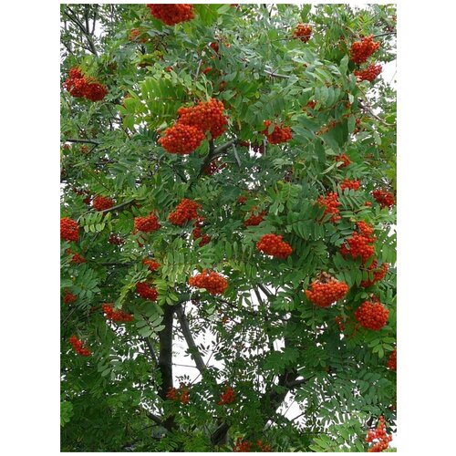 рябина обыкновенная Семена Рябина обыкновенная (Sorbus aucuparia), 75 штук