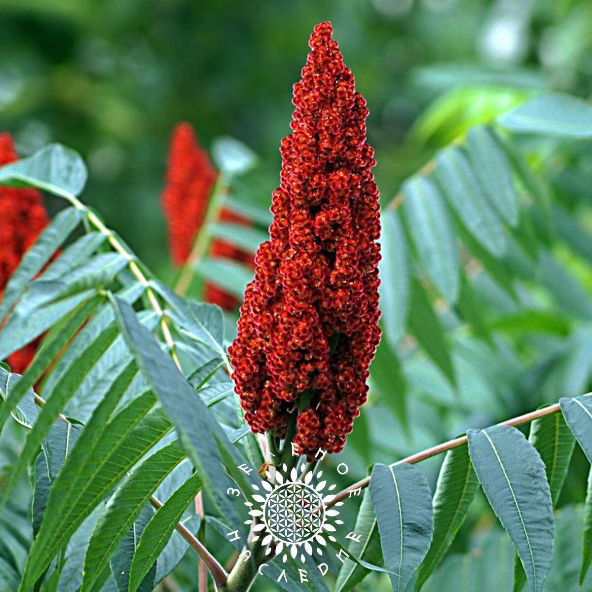 Семена Сумах оленерогий - Сумах уксусный (лат. Rhus typhina) 250шт