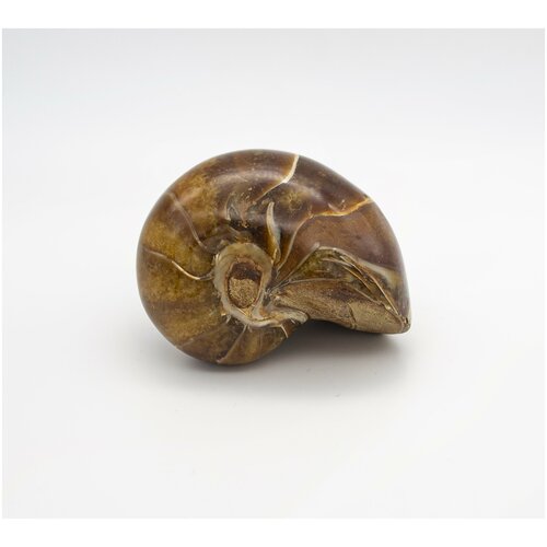 Окаменевший наутилус