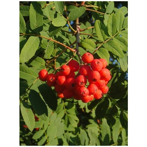 Семена Рябина обыкновенная (Sorbus aucuparia), 25 штук рябина обыкновенная лат sorbus aucuparia семена 25шт подарочек