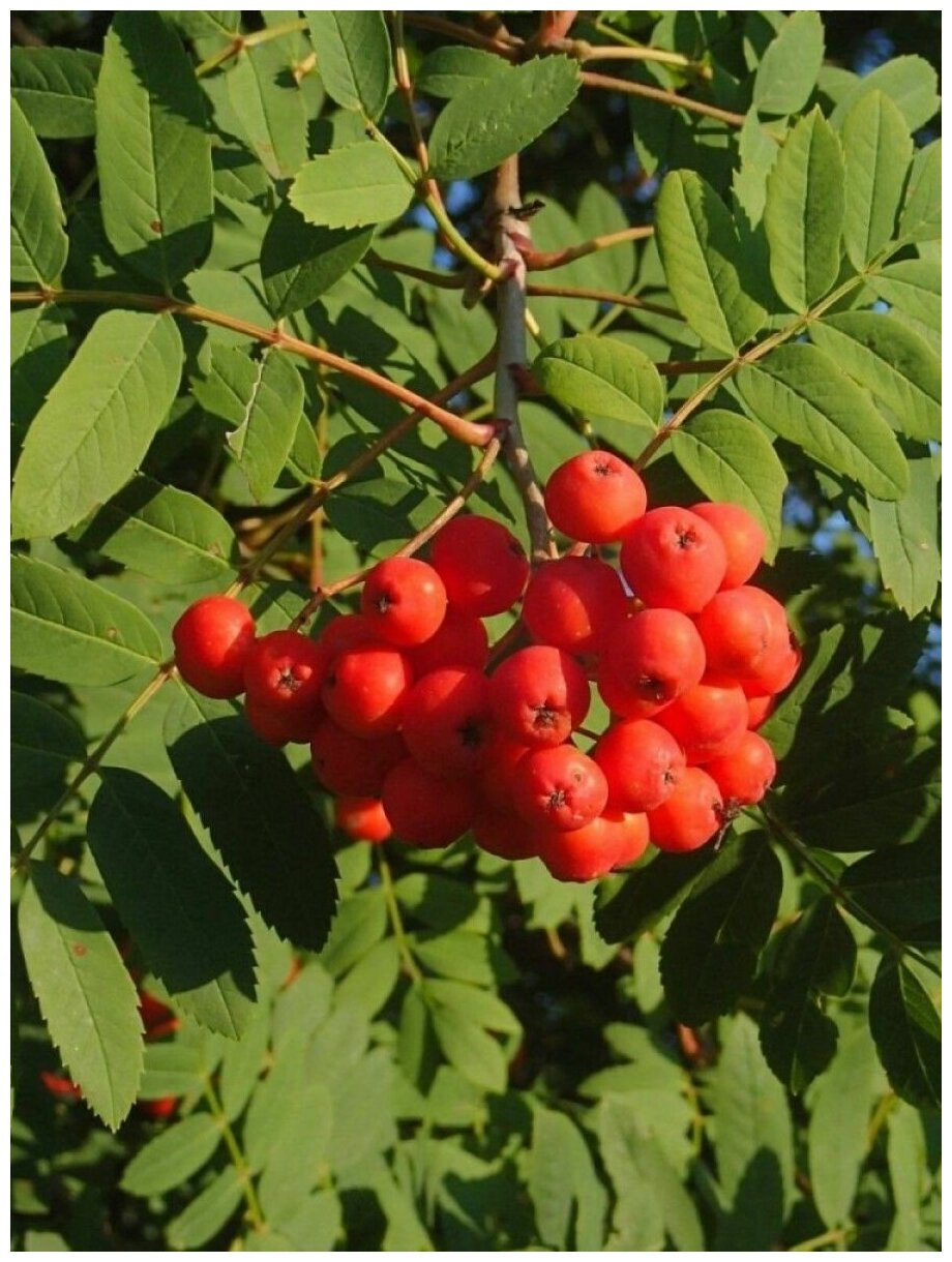 Семена Рябина обыкновенная (Sorbus aucuparia), 25 штук