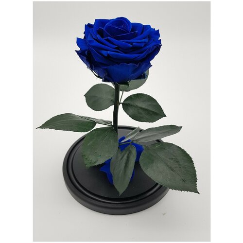 Роза в колбе премиум 7-8 Синяя 27158 см 3190₽