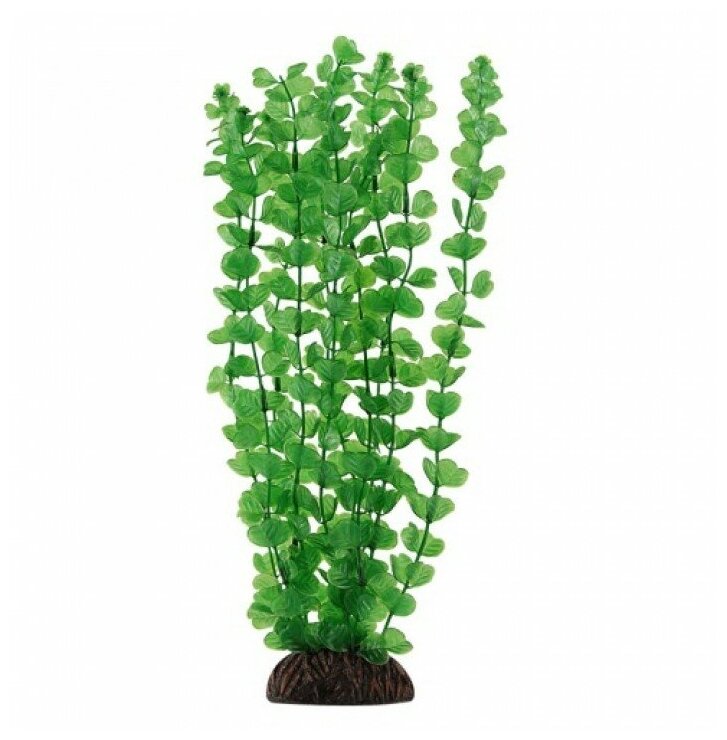 Растение LAGUNA "Бакопа" зеленая, 300мм - фотография № 2