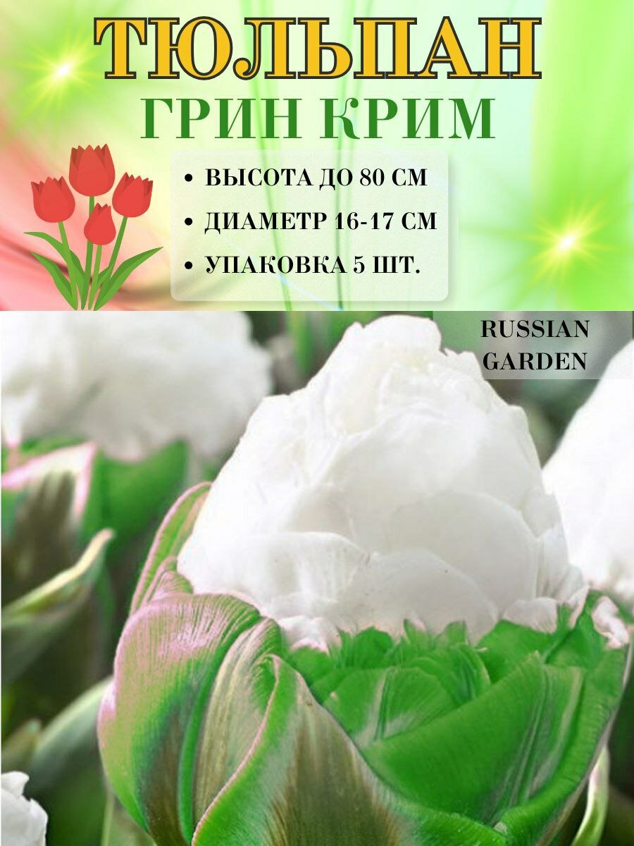 Тюльпан Грин Крим, луковицы, 5штук