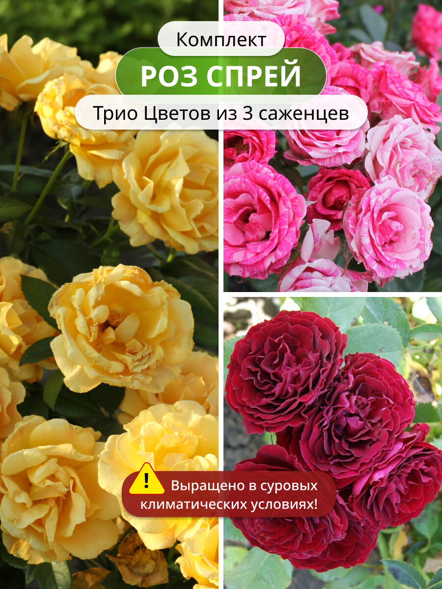 Комплект роз спрей Трио Цветов из 3 саженцев, цветущие кустарники