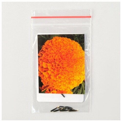 Семена цветов Бархатцы 