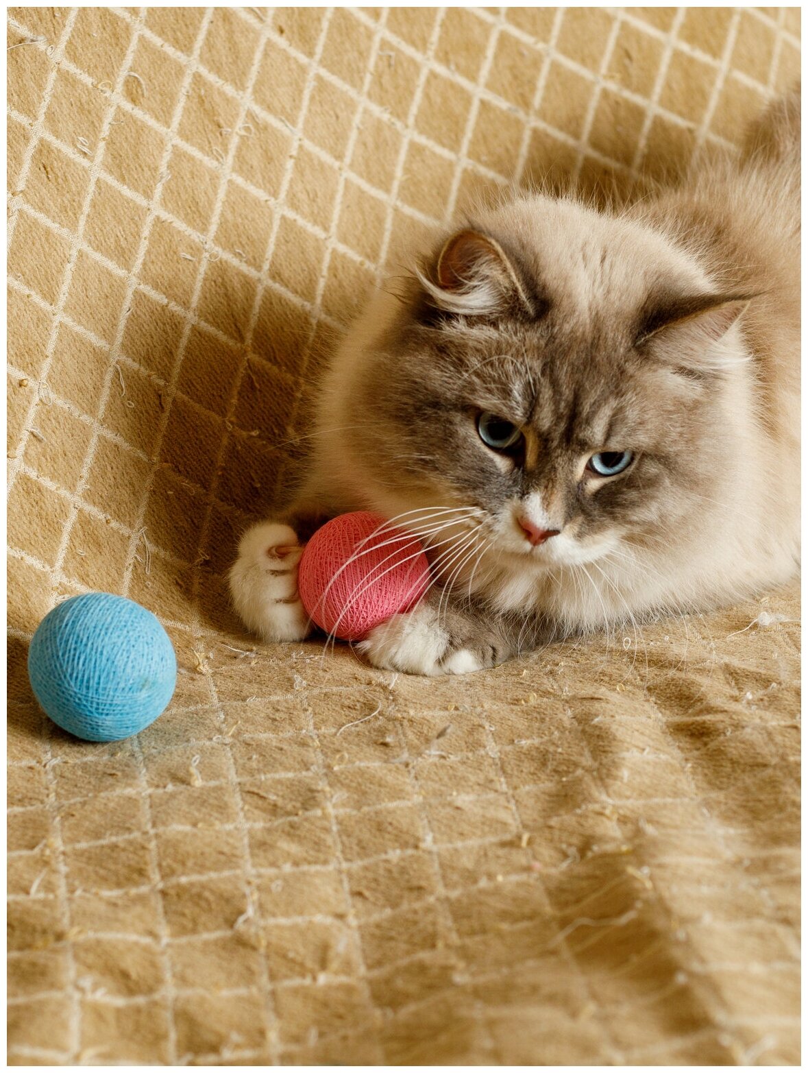 Набор игрушек для кошек и котят Japan Premium Pet клубок из безопасных хлопковых ниток со смещенным центром тяжести и колокольчиком внутри. Разноцветный