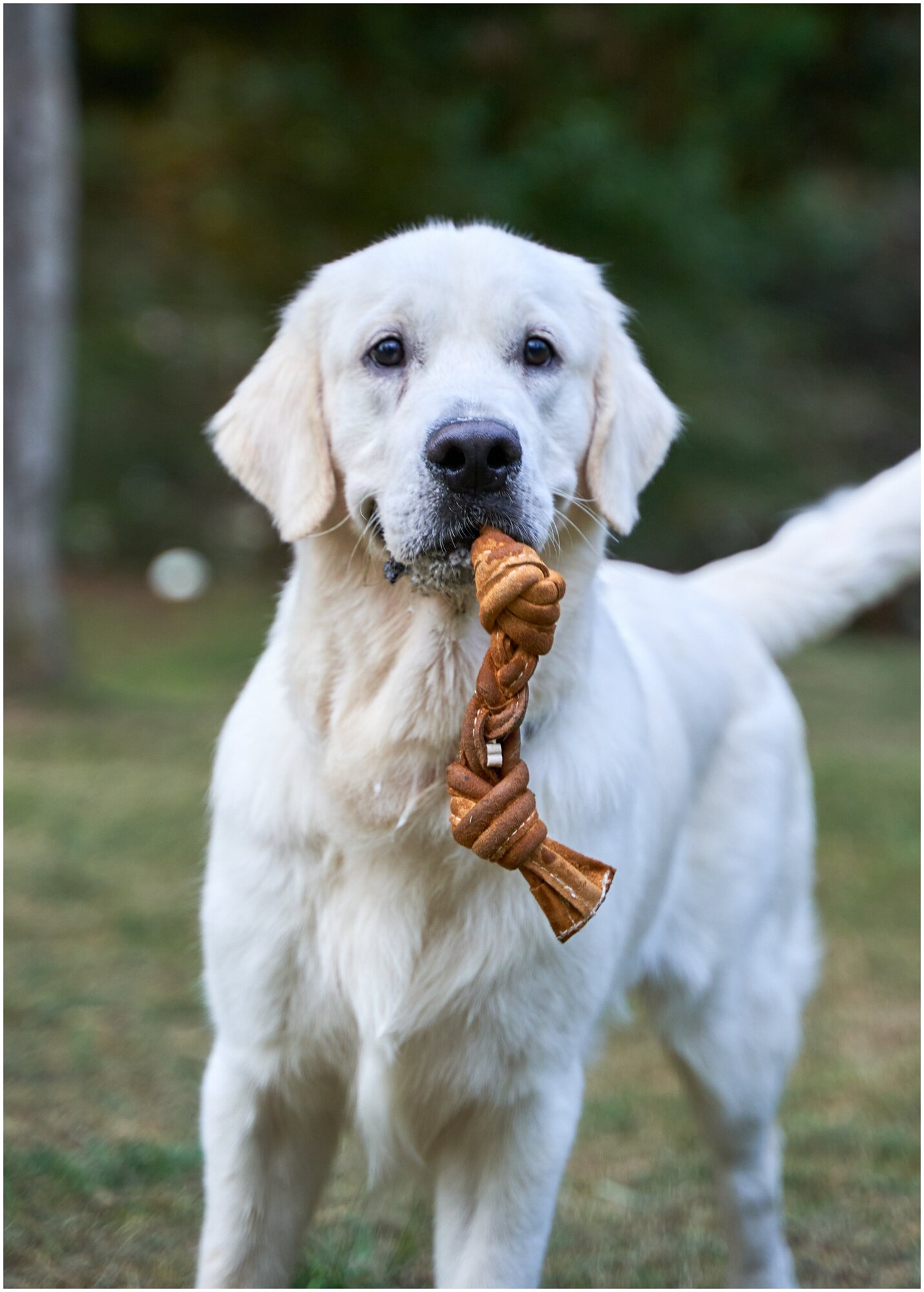Игрушка-верёвка для собак Japan Premium Pet Суперкожаная в виде мяча для сильных челюстей . Для коррекции поведения и снятия стресса у собак . Для всех пород