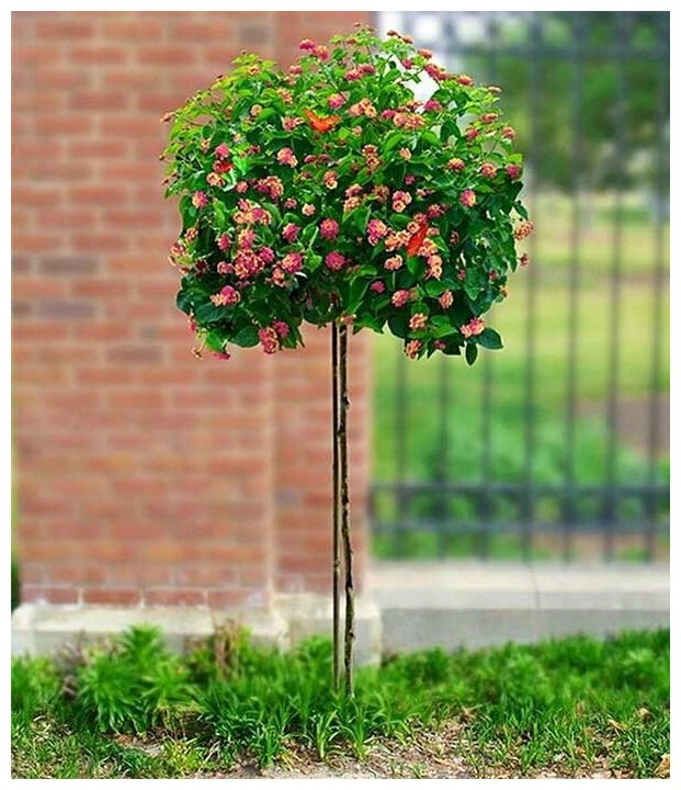 Опора для штамбовых растений "Знатный сад", 1,4 м/диаметр 16 мм/стекловолокно/ 5 штук - фотография № 5