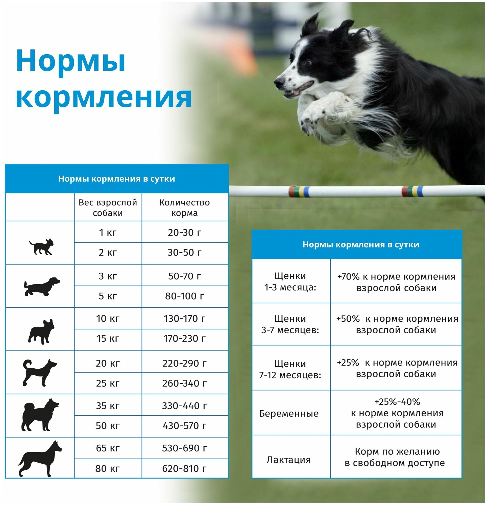 JJSPORT_ЖИВАЯ сила Фитнес корм для собак всех пород для хорошей физической формы с говядиной, Мелкая гранула (2,5 кг)