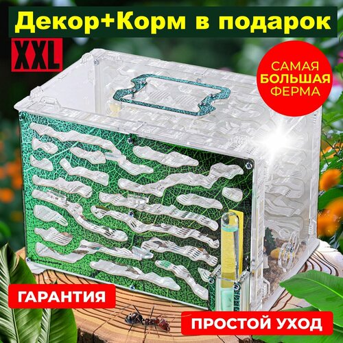 "Муравьиная Экосистема" - большая муравьиная ферма с полным комплектом для разведения