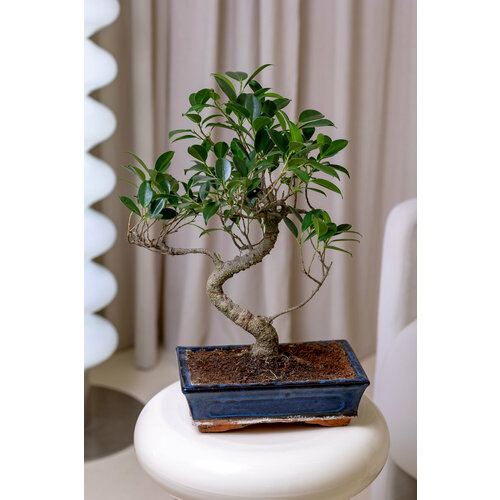 Бонсай фикус микрокарпа в керамической бонсайнице от бренда Margo plants