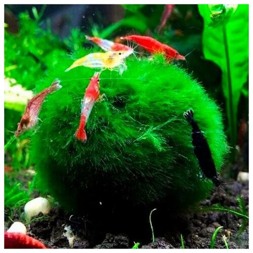 Кладофора шаровидная (Aegagropila linnaei)(4-8см) (Живая декорация для аквариума). 1 штука