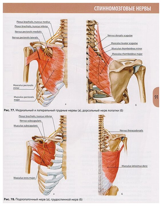 Анатомия человека. Учебник в 3-х томах. Том 3. Нервная система. Органы чувств - фото №4