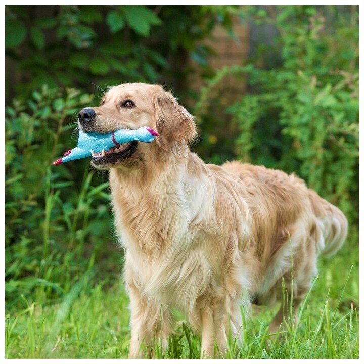 Игрушка пищащая "Задумчивая курица" для собак, 28 см, голубая 5498119 - фотография № 10